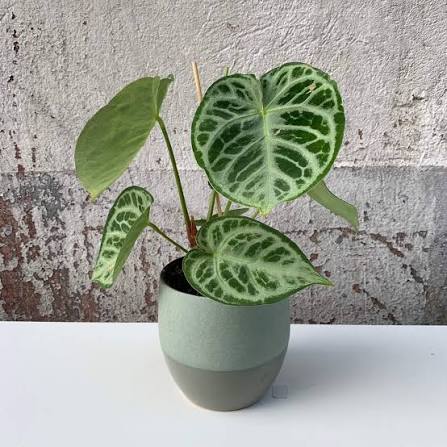 Anthurium Crystallinum Silver