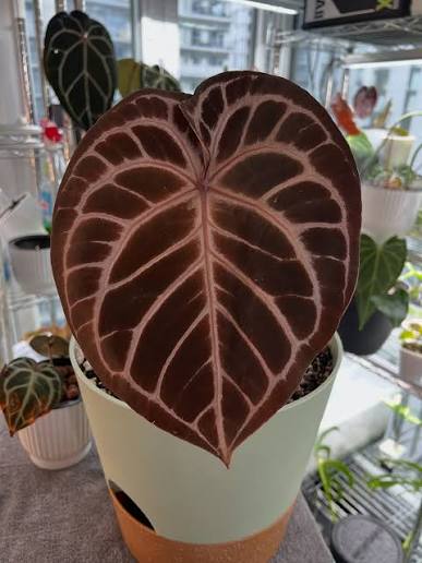 Anthurium HURC Bleeding