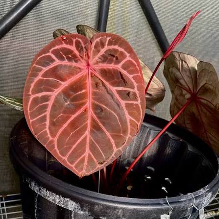 Doc Block Red Crystallinum